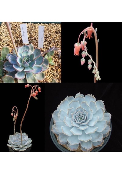 Echeveria Lilacina Var Sukulent Bitki