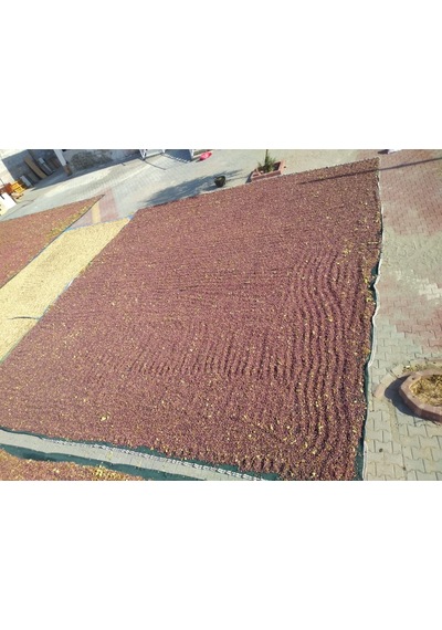 Zeytin Toplama Filesi - 4X8 M Yeşil