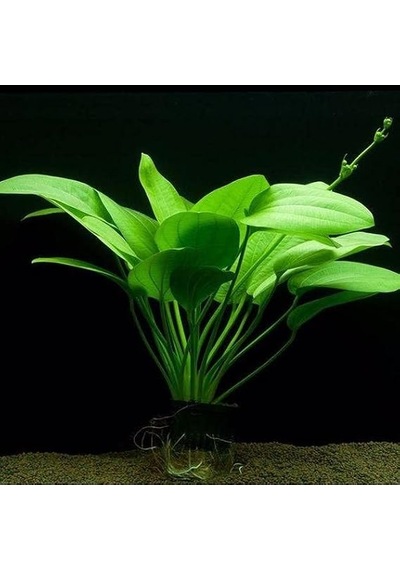 Ayrex Echinodorus Muricatus 1 Buket 1 Kök Sert Yapraklı Kolay Akvaryum Bitkisi,canlı Bitki