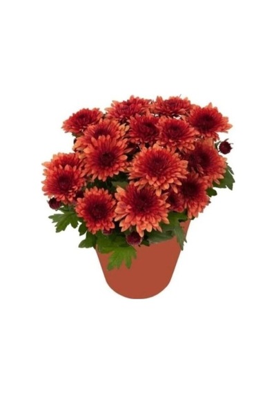Kasımpatı Krizantem Chrysanthemum Çiçeği Fidanı 2'li Set Pembe Sarı