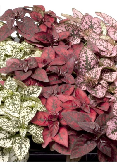 Kırmızı Hostes Çiçeği 1 Adet Saksılı Red Hypoestes