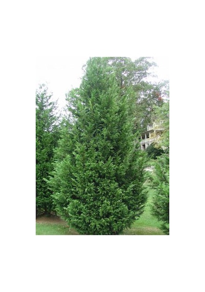 Videolu Soğuğa Dayanıklı 10 Adet Leylandi Çamı Fidanı 15-30cm Tüplü Leyland Cypress Sapling