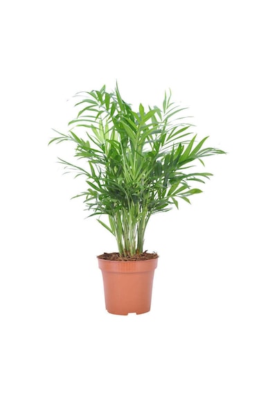 Chamaedorea Elegans - Dağ Palmiyesi - 30-40 Cm