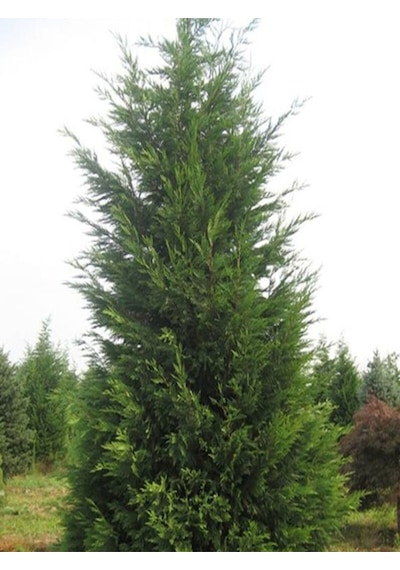 Videolu Soğuğa Dayanıklı 10 Adet Leylandi Çamı Fidanı 15-30cm Tüplü Leyland Cypress Sapling