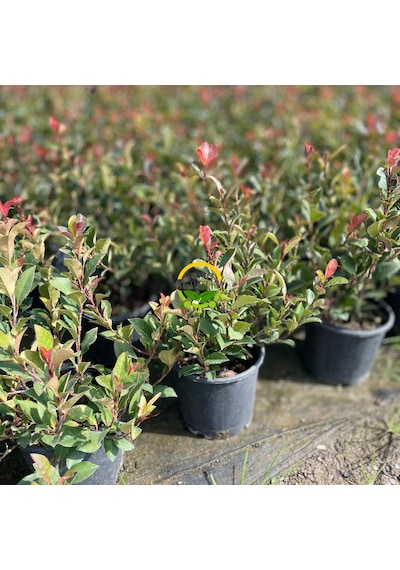 Bodur Alev Çalısı Fidanı Photinia Fraseri Nana Red Robin