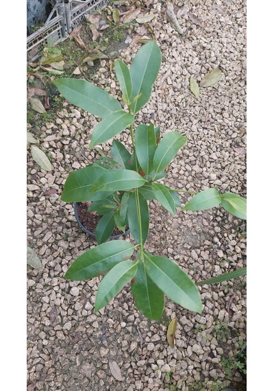 Sapodilla Fidanı 40 Cm 4 Yaş