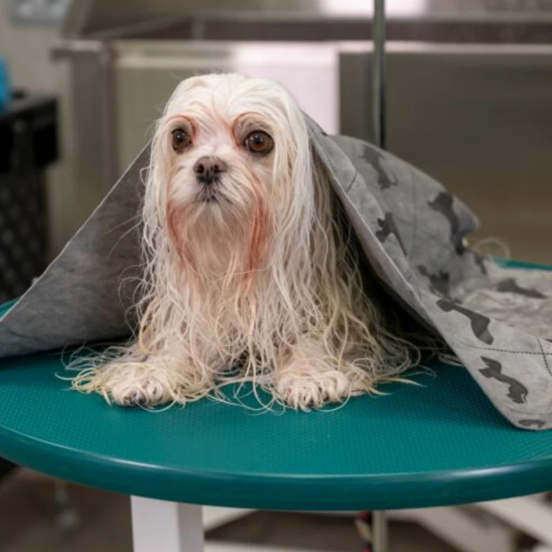 Show Tech+ Dry Mate Kedi Köpek Kurulama Yüksek Emici Havlu