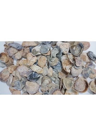 Emilysamy Yamuk Deniz Kabuğu 250 G