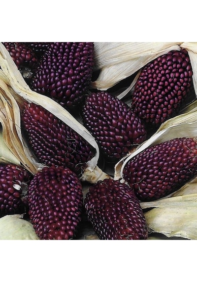 Strawberry Mısırı Tohumu 10 Tohum