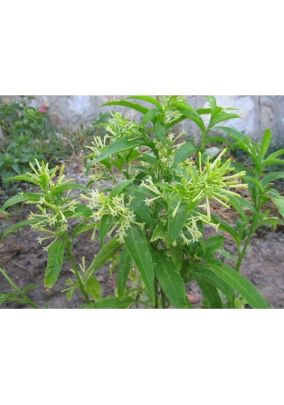 Kokulu Melisa Çiçeği Fidanı 30-45 Cm Saksılı Çiçekli Bodur Bitkiler Lemon Balm