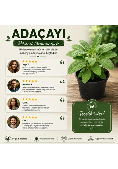 Saksılı Adaçayı Bitkisi Salvia Officinalis Aromatik Şifalı Bitki Canlı Adaçayı Fidesi 20-30 Cm