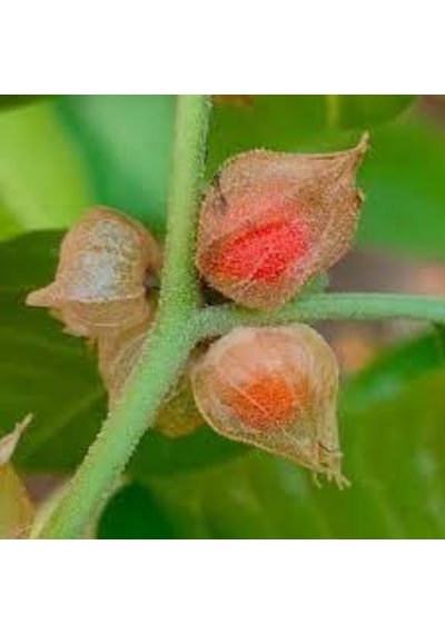 10 Adet Tohum Nadir Hint Ginsengi Bitki Ağaç Tohumu Şifalı Bitki