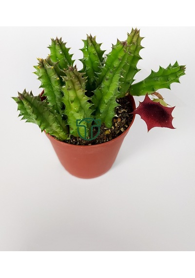Leş Kaktüsü Huernia Angolensis Küçük Bordo Çiçekli Özel Tür 5.5