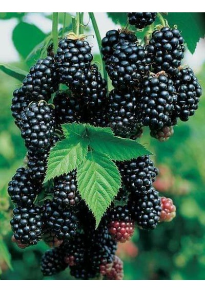 Tüplü Yediveren Böğürtlen Rubus Fruticosus Fidanı
