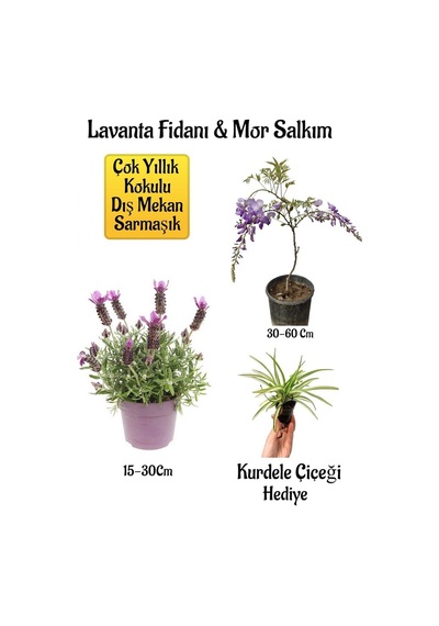 Yoğun Kokulu Lavanta+kokulu Mor Salkım Ağacı Fidanı Kurdele Çiçeği Bahçe Seti
