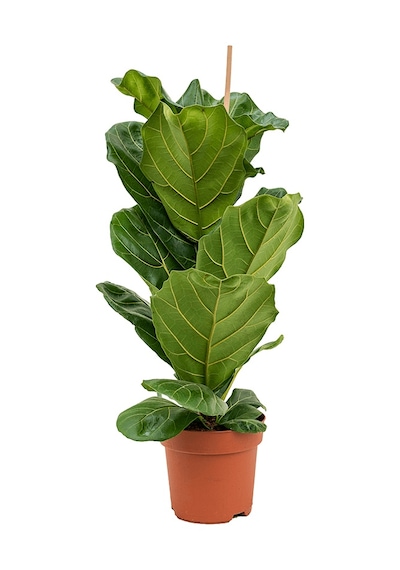 Ficus  Lyrata - Keman Yapraklı Kauçuk 60-80 cm