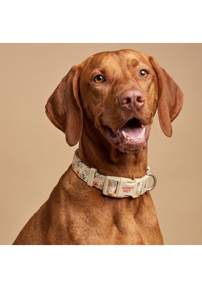 Desenli Köpek Boyun Tasması 25 Mm, Ayarlanabilir 39-55 Cm, Güçlendirilmiş Emniyet Kilitli Toka, Paslanmaz Metal D H Çok Renkli