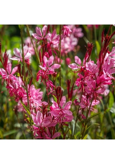 Videolu Pembe Gavura Çiçeği Fidanı 1 Adet Saksılı 40-70 Cm Bahçe Bitkisi Gaura