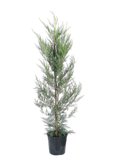Selvi Leylandi Çam Fidanı Tüplü 40-60 Cm