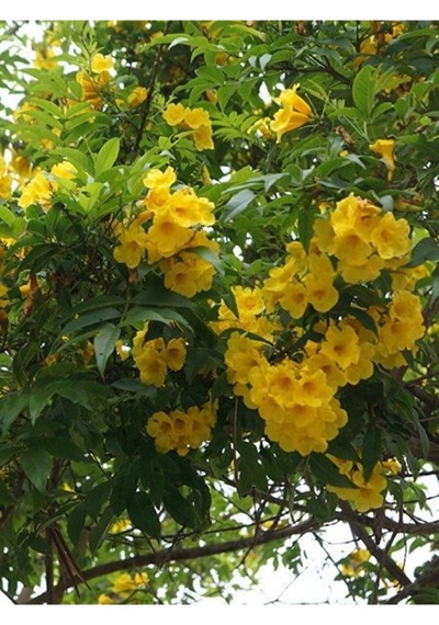 Videolu Sarı Acem Borusu Çiçeği 3 Adet 40-60 Cm Dış Mekan Bitkisi Yellow Campsis Grandiflora