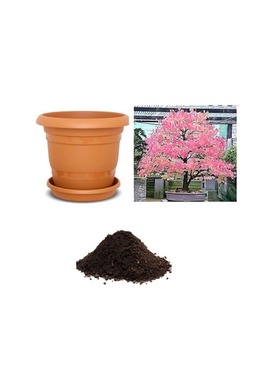 Ithal Katsura Bonsai Ağacı Tohumu Ekim Seti