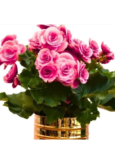 İri Çiçekli Katmerli Nadir Camela Pink Begonya Çiçeği Soğanı 1 Adet