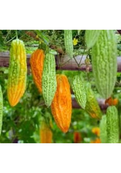 100 Adet Tohum Eko Paket Kudret Narı Tohumu Cennet Meyvesi Tohumu