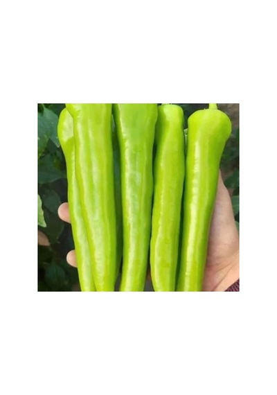 Çarleston Biber Tohumu - Kaliteli Ve Verimli - 5 Gram
