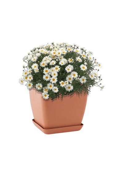 Yayılıcı Papatya Tohumu Ekim Seti 25 Tohum +Saksı+Toprak+