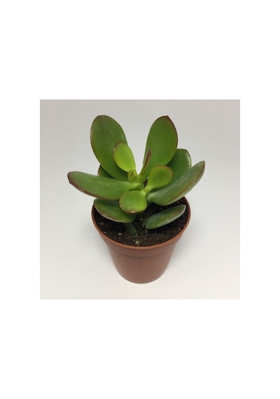 Para Ağacı Çiçeği Yeşim Bitkisi Mini Crassula Ovata 10-20 Cm
