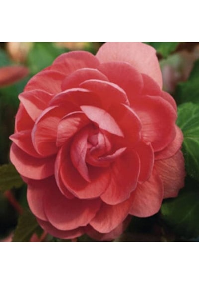 10 Adet Salmon Begonia Garden Tohumu