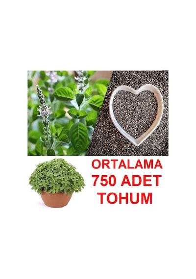 Ortalama 750 Adet Yeşil Top Reyhan Tohumu
