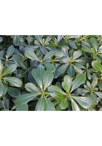 Pittosporum Çalısı