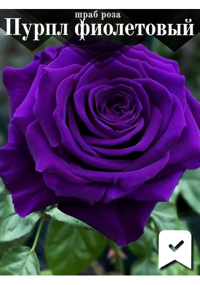 Shrub Purple Mor Gül Fidanı