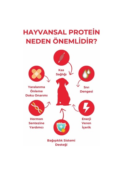 Tr Kuru Yetişkin Köpek Maması, Kuzu Etli Ve Pirinçli, Yetişkin Köpek, Yüksek Proteinli, 10kg