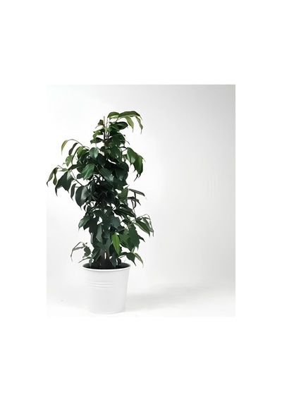 Videolu Benjamin Ficus Bitkisi 1 Adet Saksılı/ Tüplü 80-110cm Iç Mekan Salon Ofis Bitkisi