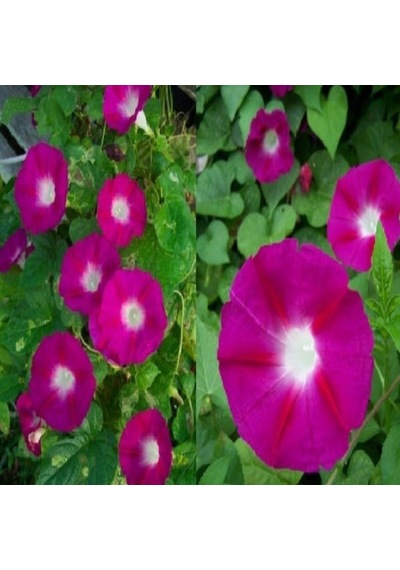 Crimson Rambler Gündüz Sefası Çiçeği Tohumu 10 Tohum
