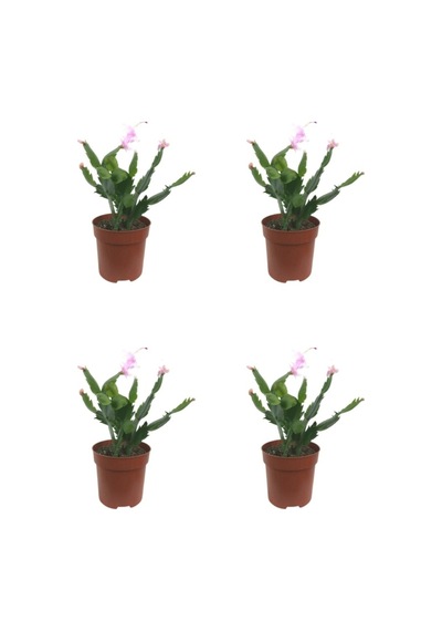 Videolu Pembe Renk Yılbaşı Çiçeği 4 Adet Saksılı 10-15cm Salon Bitkisi Paskalya