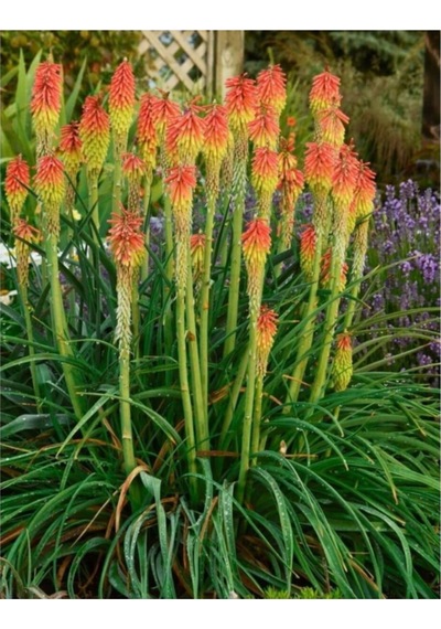 Fener Çiçeği Tohumu Kniphofia Uvaria Tohumu Ekim Seti 10 Adet Tohum + Saksı + Toprak