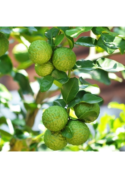 Tüplü Özel Çeşit Kaffir Lime Fidanı