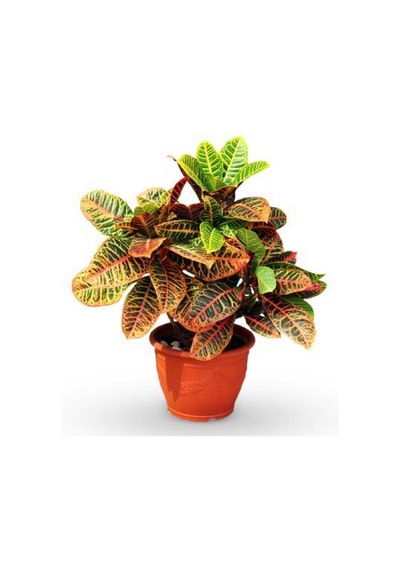 Serada Decor & Plant Serada Decor&plant Kraton Bitkisi 30 40 Cm Boy Croton Petra 13 Cm Saksı Çapı Ev Ofis Salon Bitkisi Canlı
