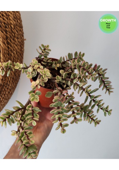 Portulacaria Afra Fil Azığı 10.5cm Saksıda 1 Adet