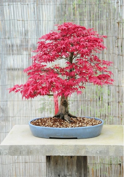 Kırmızı Japon Akçaağacı Tohumu 50 Adet Acer Palmatum