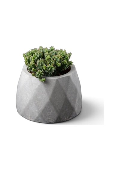 Zevli Ateliera El Yapımı Beton Saksı + Canlı Sukulent & Kaktüs Koleksiyonu Antrasit, Geo, Euphorbia Submammillaris Var. Pfersdorfii