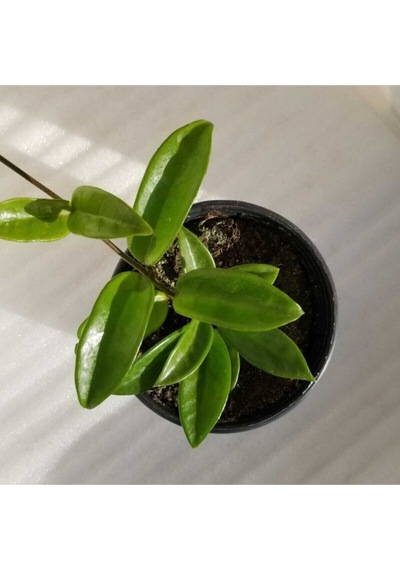 Mum Çiçeği Fidesi Köklenmiş Hoya Pembe Saksılı 10--15cm
