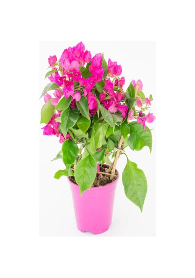 Pembe Begonvil Çiçeği 30 60 Cm 1 Adet Saksılı/ Tüplü Bahçe Bitkisi Bougainvillea Diğer