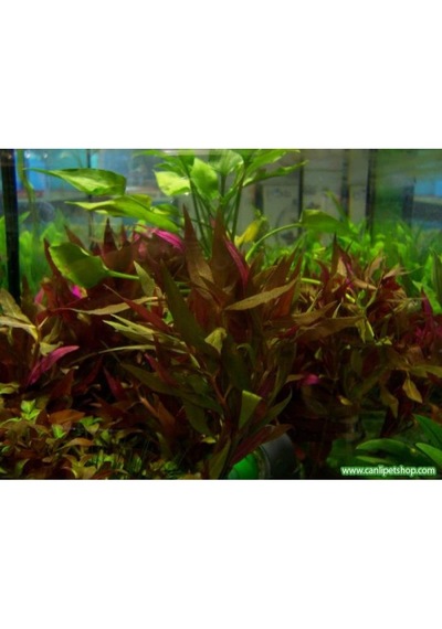 Alternanthera Reineckii 10 Adet