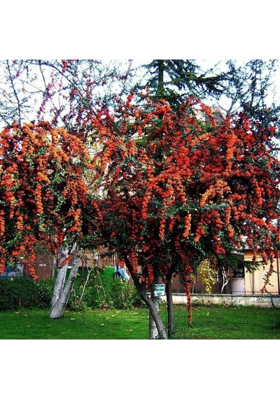 4 Adet Saksıda Ateş Dikeni pyracantha Fidanı 80-110 Cm Jmpuwx