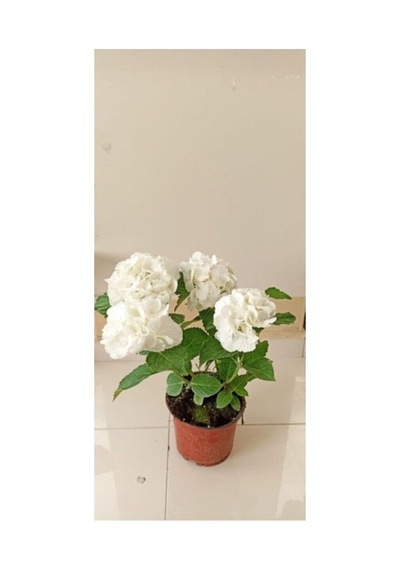 Beyaz Ortanca Çiçeği Fidanı 10-20 Cm