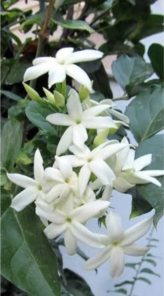 Beyaz Arap Yasemin Fidanı Saksılı Rhyncospermum Jasminoides